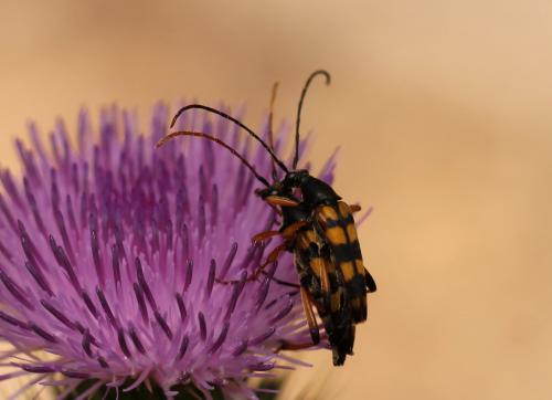 Strangalia attenuata